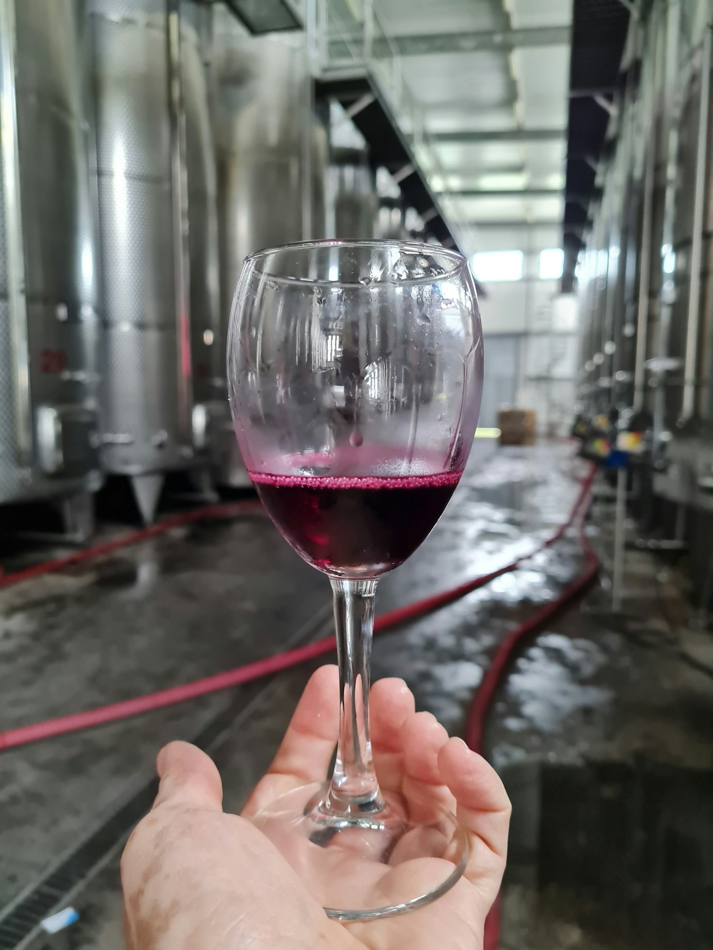 The Art of Wine Tasting: Tips for Beginners